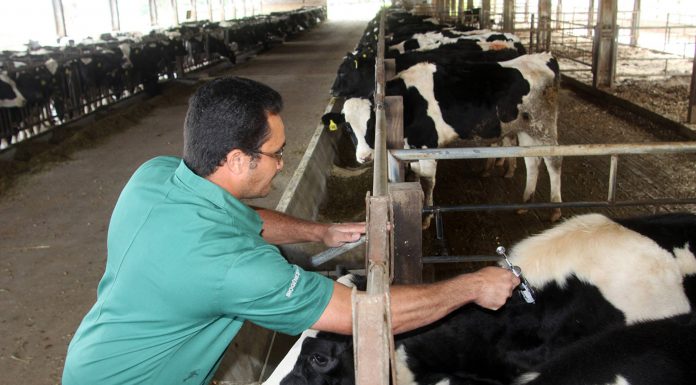 Campanha de vacinação contra aftosa começa nesta quarta-feira