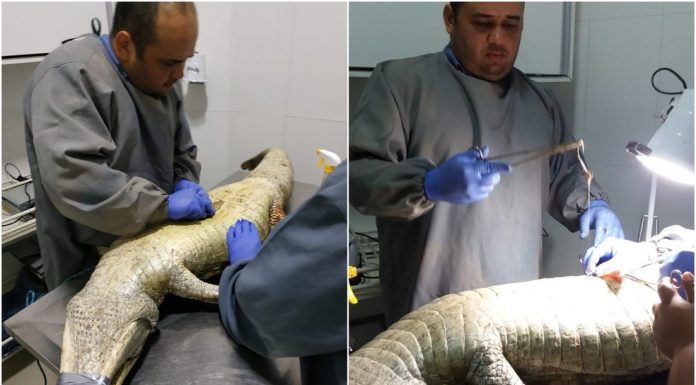 Jacaré ferido passa por cirurgia em Goiás