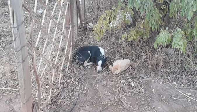 Tarado se relacionou sexualmente com cadela vira-lata no DF