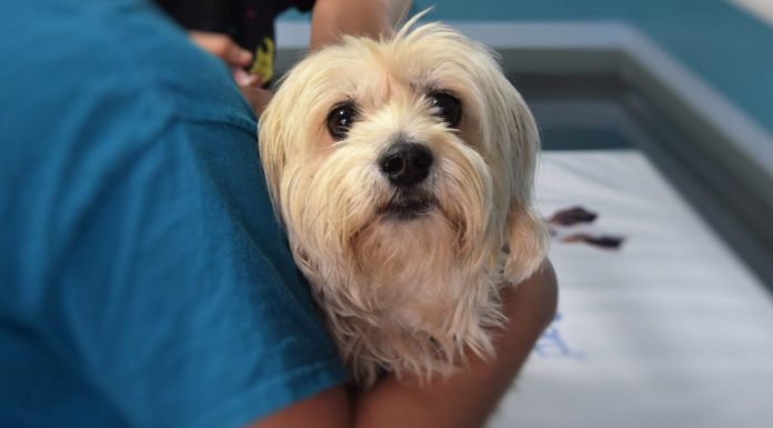 Projeto permite dedução de gastos veterinários do Imposto de Renda