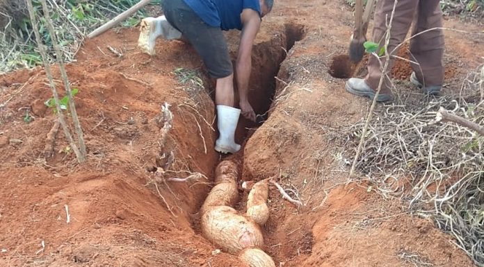 Mandioca gicante de mais de 5 metros é encontrada em sítio