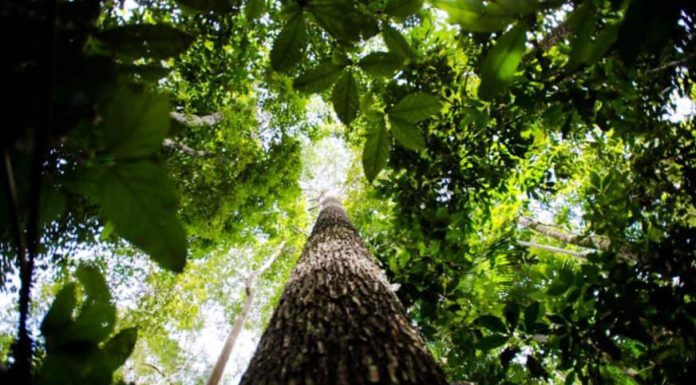 Fundo Amazônia volta à pauta política a duas semanas das eleições