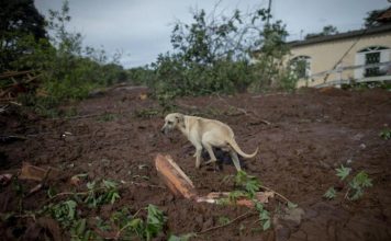MPMG recomenda à Vale plano de resgate para animais em Brumadinho