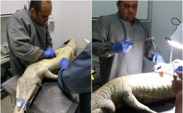 Jacaré ferido passa por cirurgia em Goiás