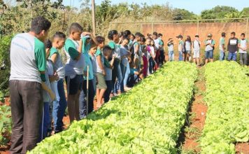Escolas de Valparaíso participam do projeto Plantando Sementes e Colhendo Saúde