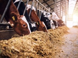 Sancionada ampliação de produtos em estoque público para alimentação animal